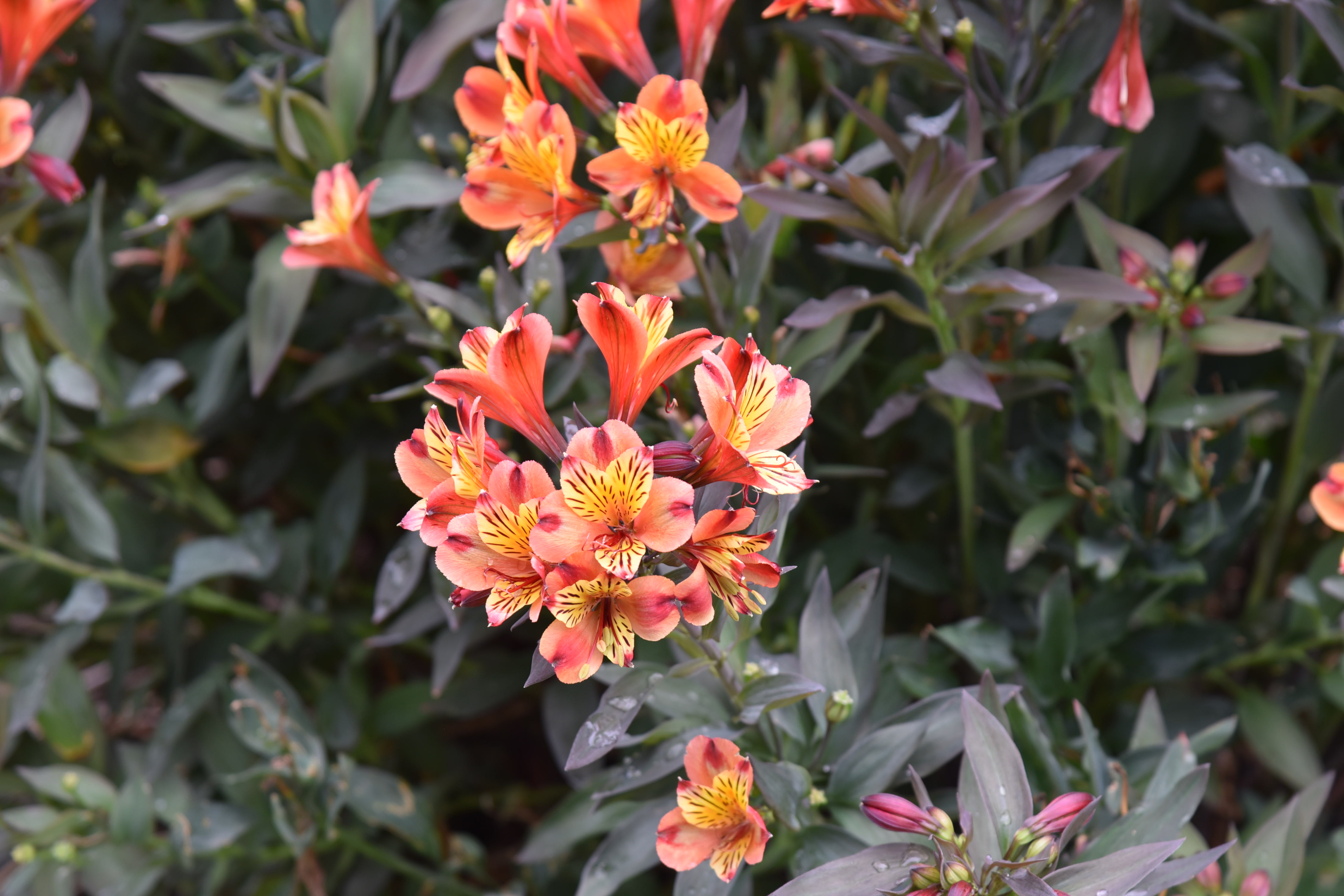 DSC_8565.JPG
