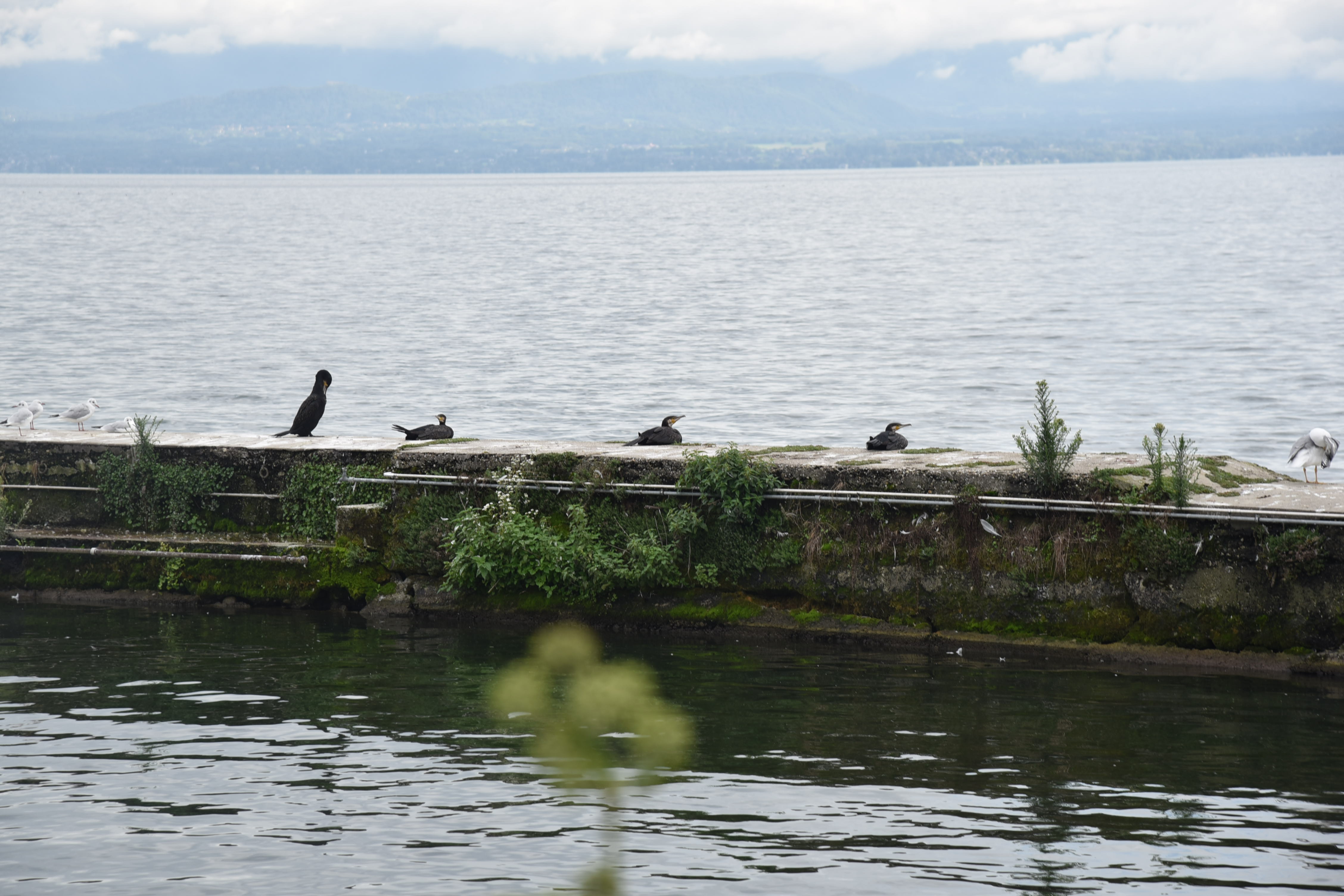 DSC_8568.JPG