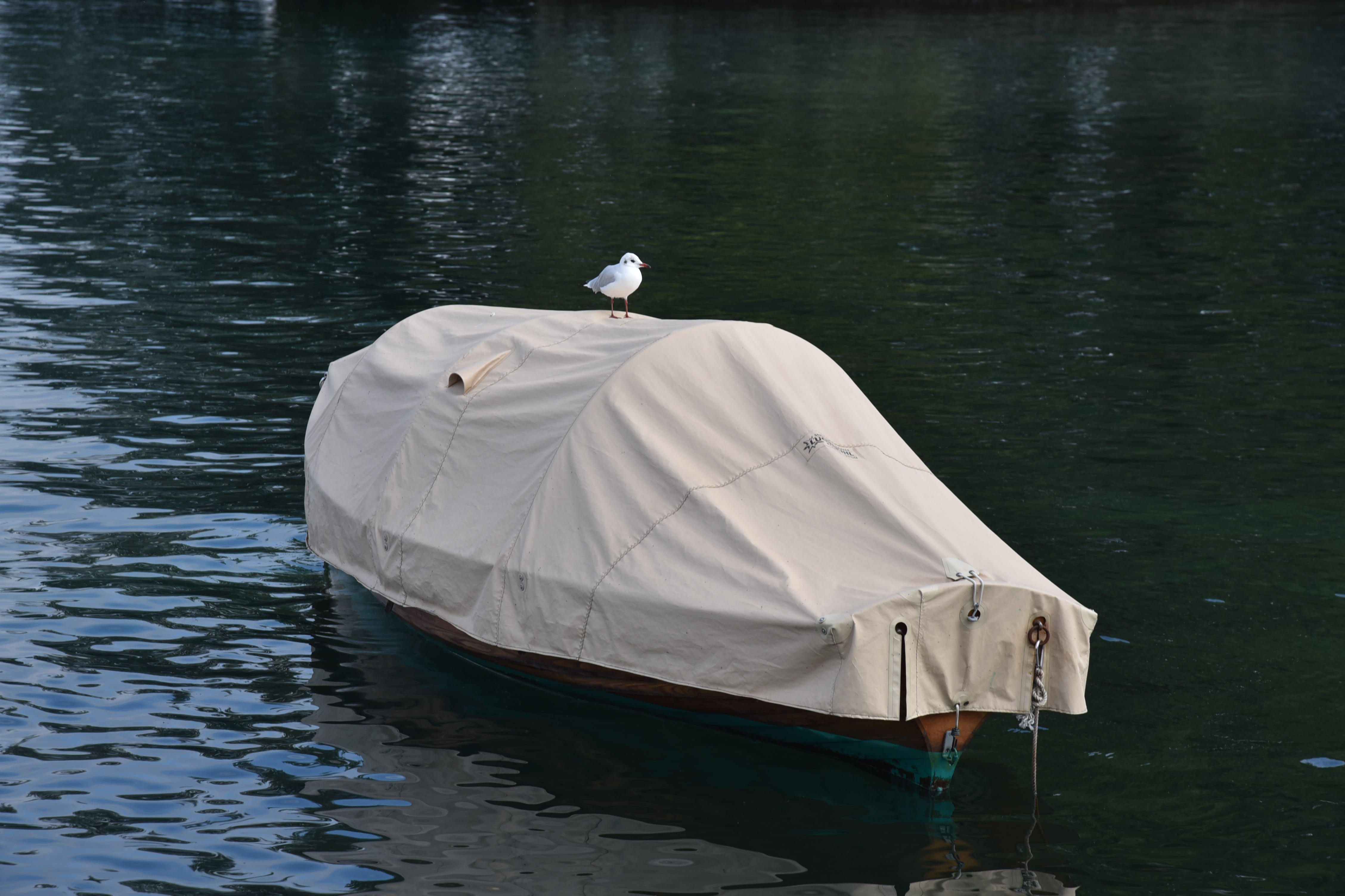 DSC_8599.JPG